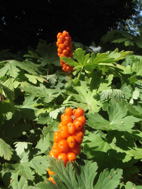 Arum maculatum fruit